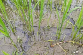 水稻直播要稳产、高产，封闭除草是关键，丙草胺使用技巧要掌握图片