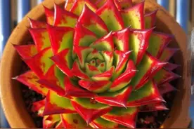 多肉植物口红怎么养才能红边明显？除了晒太阳，这三步决定不能少图片