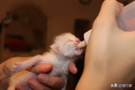 从动物营养学谈：都说猫不能喝牛奶，为何我家猫喝牛奶不会腹泻？图片