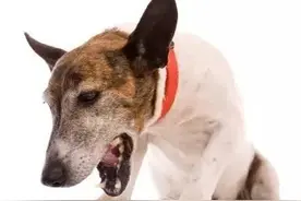 饲养时，狗狗出现呕吐的原因有哪些？教你如何判断图片