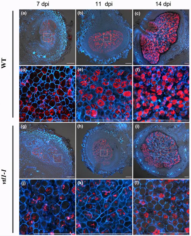 基因功能研究的那些套路你知道多少？（中）