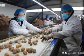 赞皇创新种植加工业发展模式让"小核桃"种出大产业图片