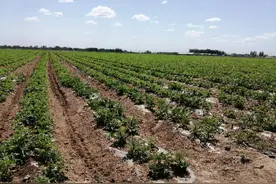 花生齐苗不能高枕无忧     高产状元献绝招：1控2防3补一个不能少图片