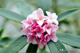 瑞香叶片容易掉落发黄是什么情况导致的图片