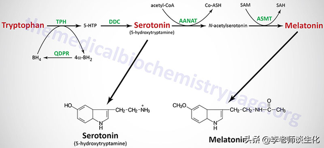 氨基酸衍生物代谢（一）