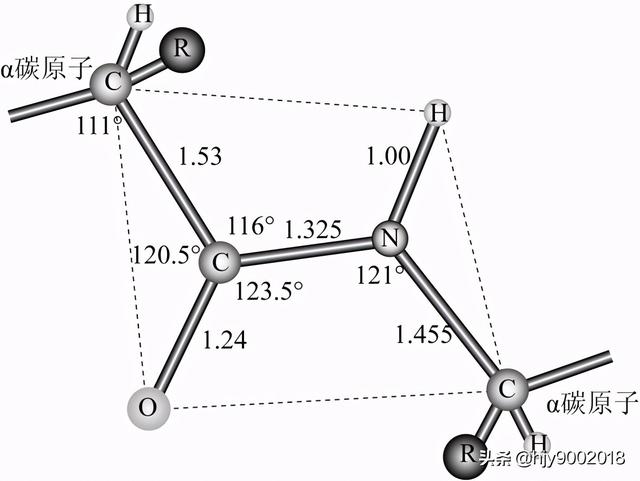 蛋白质的分子构象