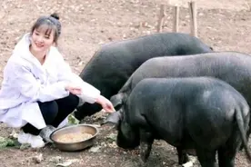 女大学生养了2千头猪，其父承诺娶我闺女者陪嫁300头猪图片