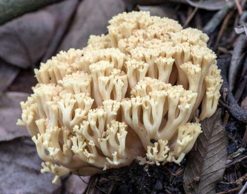 获赞野生之花，鲜甜爽口常被当成海鲜，已到成熟季节，却很难买到