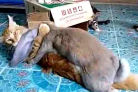 买了只垂耳兔，家里母猫突然不停尖叫，跑出去围观，丢人现眼图片