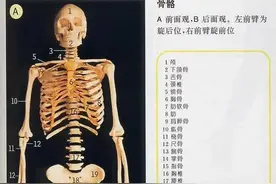超全的人体解剖全图——建议收藏起来图片