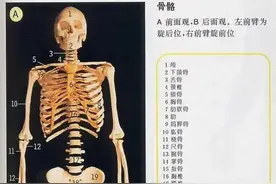 超全的人体解剖全图——建议收藏起来图片