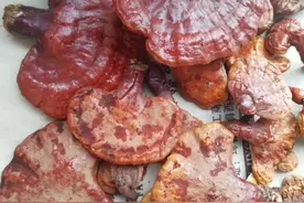 珲春登山队队员在登山途中偶遇野生仙草——灵芝图片