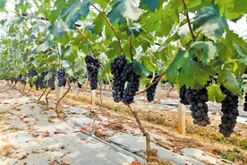 让百姓消费得起 吃得放心——访牟定县政协委员、云南盛耘农业发展有限公司董事长余伟图片