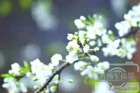 春雨中娇美开放的李花，赣南乡村熟悉的景色，春日里的花朦胧的美图片