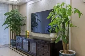 穷种草，富种树，4种“吉祥树”，客厅一放大气高档，越养越富图片