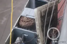 空调外机里竟藏巨大马蜂窝？引发居民恐慌图片