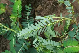 路边一种珍珠草，最爱“草里藏珠”，以前当害草，殊不知是贵药草图片