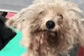 流浪狗为了求收养，不停的做下跪与感谢的动作，令人看了十分心酸