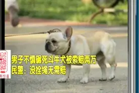 男子遛狗未栓绳，2万斗牛犬惨遭车轧，民警：犬主过错，无须赔偿视频封面