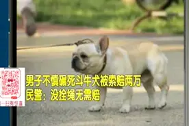 男子遛狗未栓绳，2万斗牛犬惨遭车轧，民警：犬主过错，无须赔偿视频封面