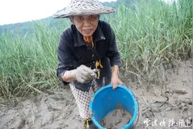 宁波奉化七旬老人“落小海”50年，她手工制作的红钳蟹酱“鲜得掉眉毛”图片