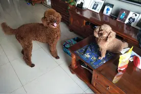 哥俩的日常生活图片