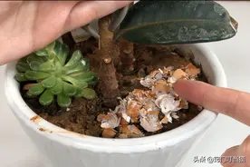 花盆里撒一把“大米”，不管多蔫多难养的花，几天根壮叶绿爆满盆图片