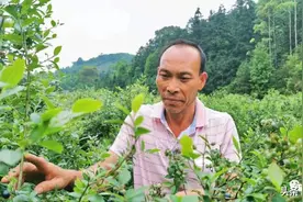 来浦北这里！享受海拔900米的“莓”好时光图片