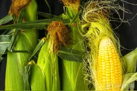 转基因玉米、大豆拟获批，十年来首次突破！还有哪些你可能吃过？图片