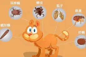 猫咪有这些表现，说明它身体全爬满了“虫子”图片