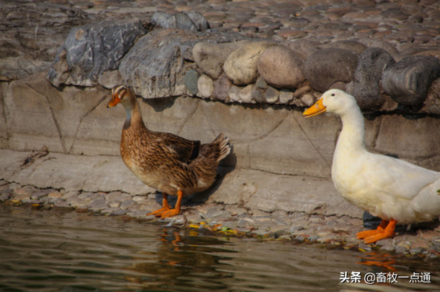 常用动物性蛋白质肉骨粉有哪些？各有何特点？