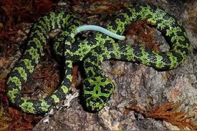 莽山烙铁头蛇：瑶族人民心中的“小青龙”，中国最稀有的毒蛇图片