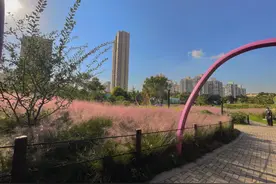 粉色风暴来啦！我们一起去看粉色的“大海”吧~图片