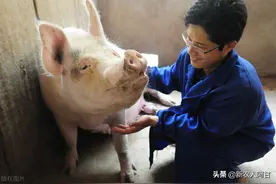 猪价狂跌，农户挥泪淘汰母猪，淘汰母猪要记住以下6点。图片
