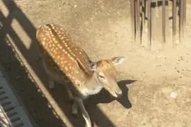 太原动物园全新开园！近距离接触更多动物图片