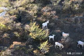 在大山里散养100只山羊，在没人管理的情况下，几年后会有收获吗图片