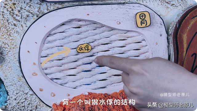 骆驼的驼峰竟然不是用来存水的？那它靠啥在沙漠里笑嘻嘻？