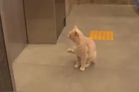 橘猫每天按时到教室上课，但那个人却不会再来了图片