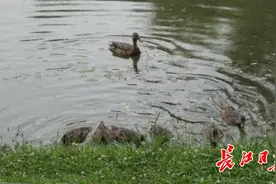 7只斑嘴鸭在解放公园“安家”，结伴而行应是“一家人”图片