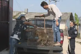 云南普洱村民无证驯养猕猴，森林公安已立案侦查图片