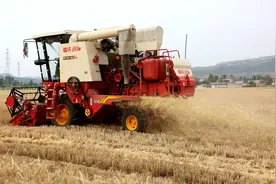 小麦收获后直接卖和晒干后卖，哪种收益高？看看算账结果就知道图片