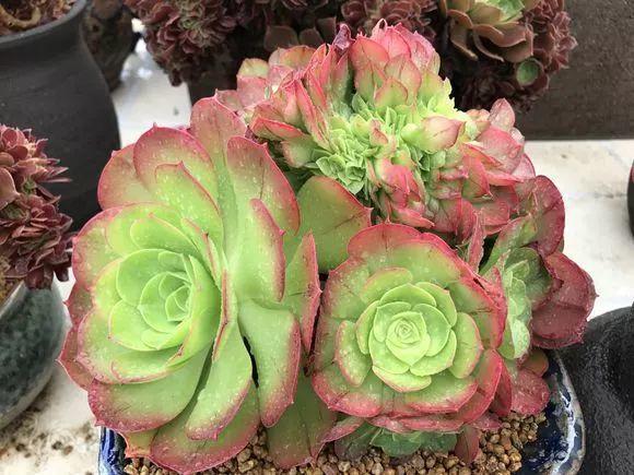 这8种多肉,在她手里养出最好状态,胖嘟嘟的美成仙