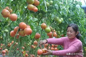 种植蔬菜巧用红糖和食醋，不只是增产防病害，还有很多好处图片