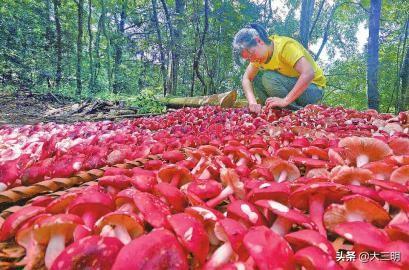 这里红菇为啥这么红？