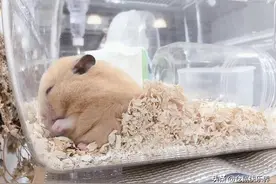 仓鼠被主人打搅睡眠，强忍睡意陪主人疯完后，鼠鼠倒头就睡图片