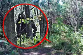 未知生物大盘点！野人是否真实存在？图片