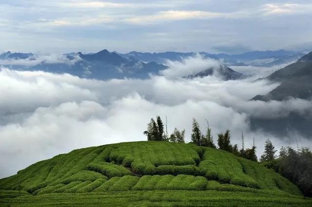 白茶茶汤里小气泡久久不散，说明茶汤有什么特质？
