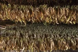 从灵药到毒药，用来祭神也给人灌肠，烟草才不是没有故事的同学图片