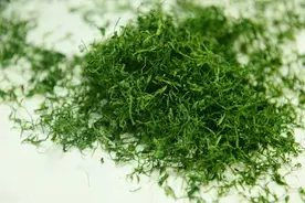 中药绞股蓝，常用于慢性胃炎、萎缩性胃炎，缓解癌症放化疗副作用图片