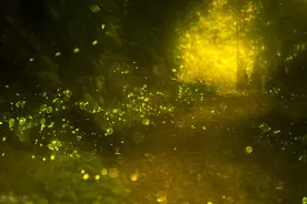 曾经在农村随处可见的萤火虫，如今为什么都不见了，它们去哪了？图片